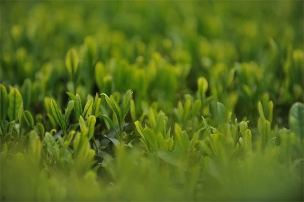Peperomia pellucidaの育て方と活用術：失敗しない3つのコツ