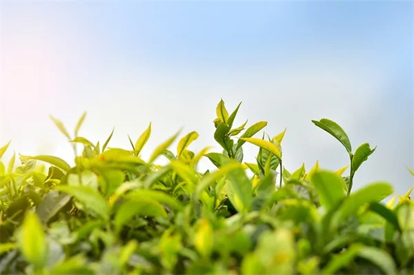 鳥浴盆の蚊対策はたった10ドル！ソーラーファウンテンで驚きの効果を実感する具体的な方法