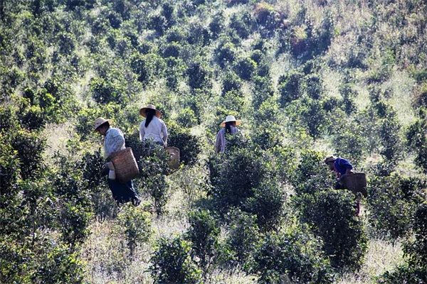 鳥浴盆の蚊対策はたった10ドル！ソーラーファウンテンで驚きの効果を実感する具体的な方法