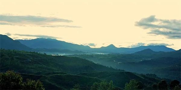 【実体験】開運植物で運気が上がった？効果とおすすめ5選