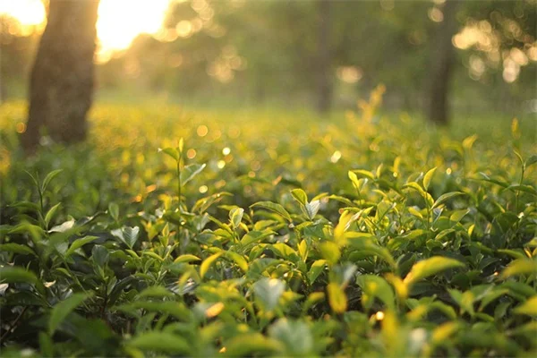 徒長した観葉植物を復活させる剪定方法｜プロが実践するたった1つの切り戻しで3週間後にはモコモコに