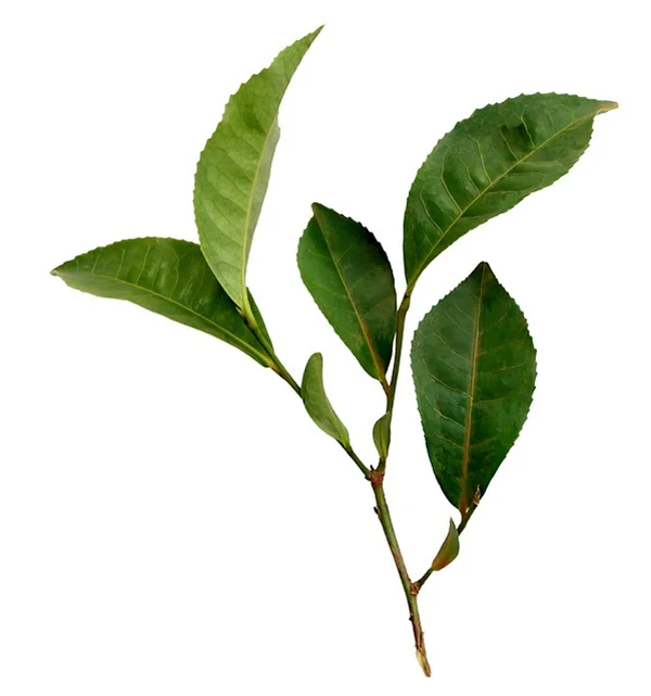 徒長した観葉植物を復活させる剪定方法｜プロが実践するたった1つの切り戻しで3週間後にはモコモコに